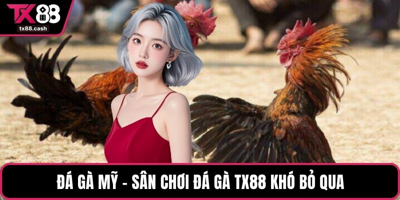 Đá gà Mỹ - Sân chơi đá gà TX88 khó bỏ qua